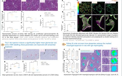 Physiogenex launches its new IgA nephropathy rat after presenting the model ASN Kidney Week